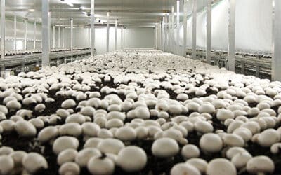 The Key Role of Humidity Control in Mushroom Growing