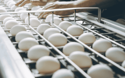 The Essential Role of Humidity Control in Egg Hatcheries