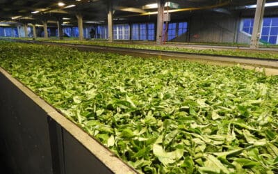 The Art of Humidity Control in Tea Production