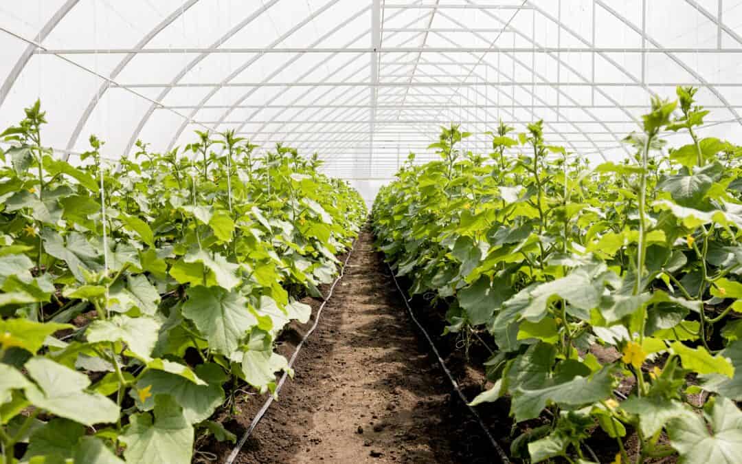Managing Humidity for Specialty Crops